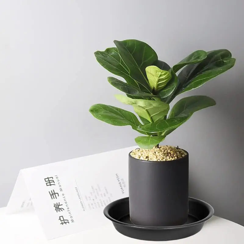 6 Pack Plastic Plant Saucer Drip Tray
